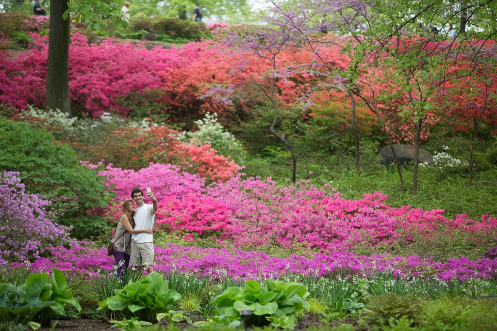 NYBG-125thAnniversary-AzaleaCouple-BenHidercopy