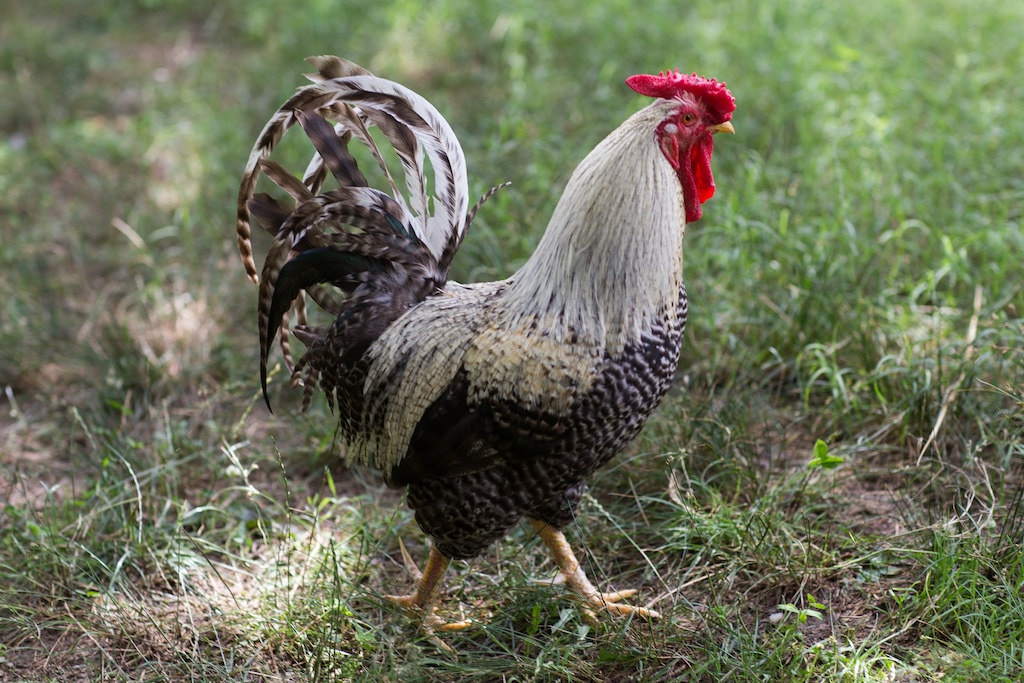 Costa Rica vs Nicaragua Who Really Invented Gallo Pinto?