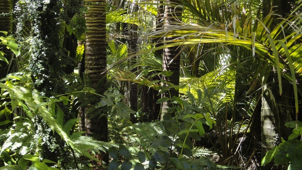 rainforest-78516_1280