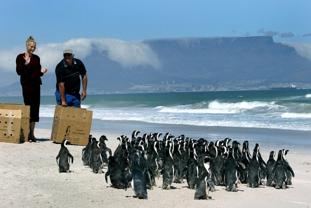 Save_the_Seabirds_2