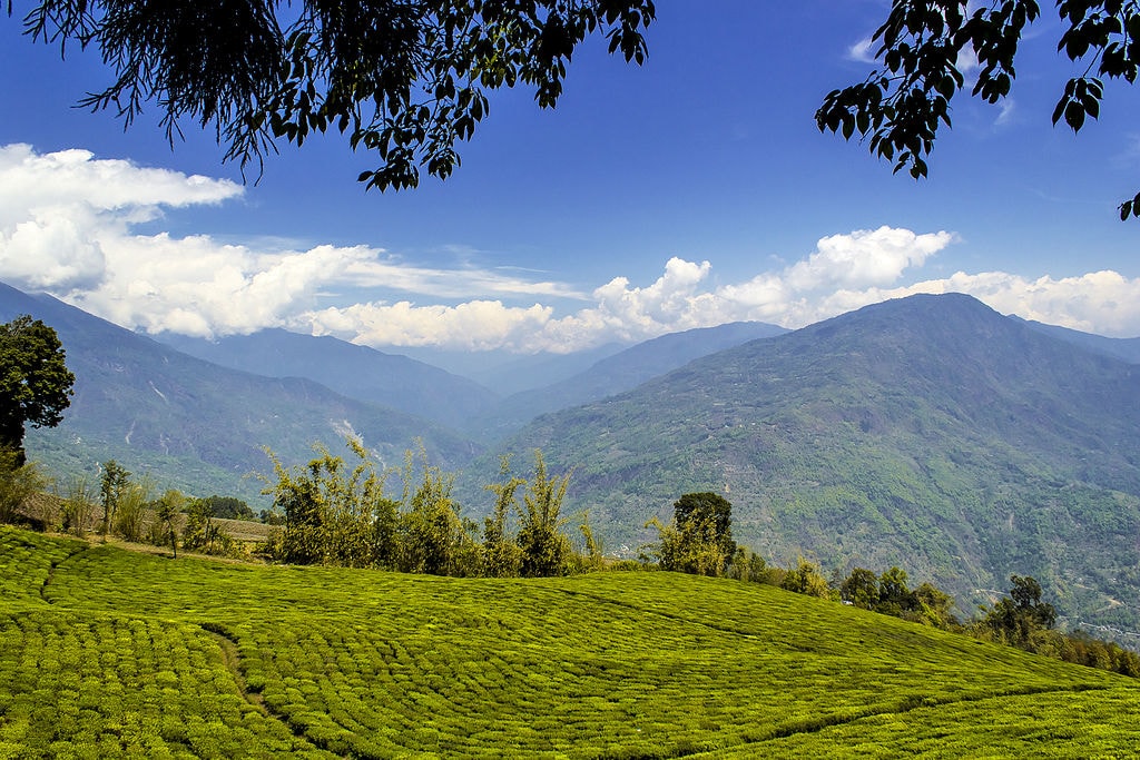Temi tea Garden