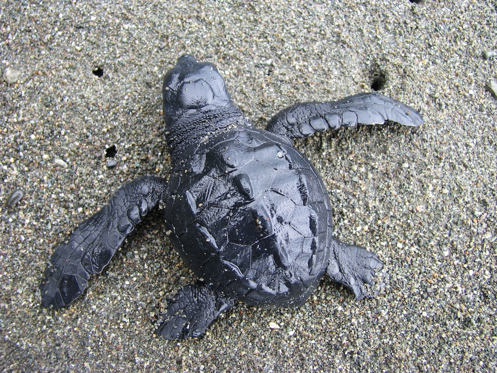 Where To Watch Sea Turtles Hatch In Central America