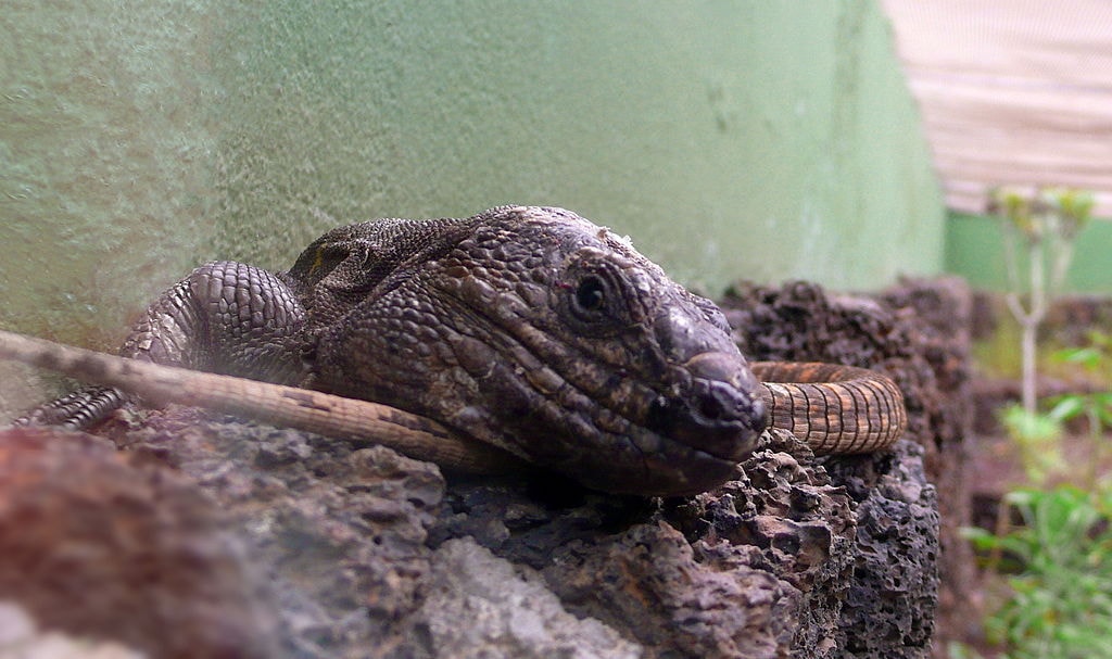 1024px-Gallotia_Simonyi_at_Centro_de_recuperación_del_lagarto_gigante.
