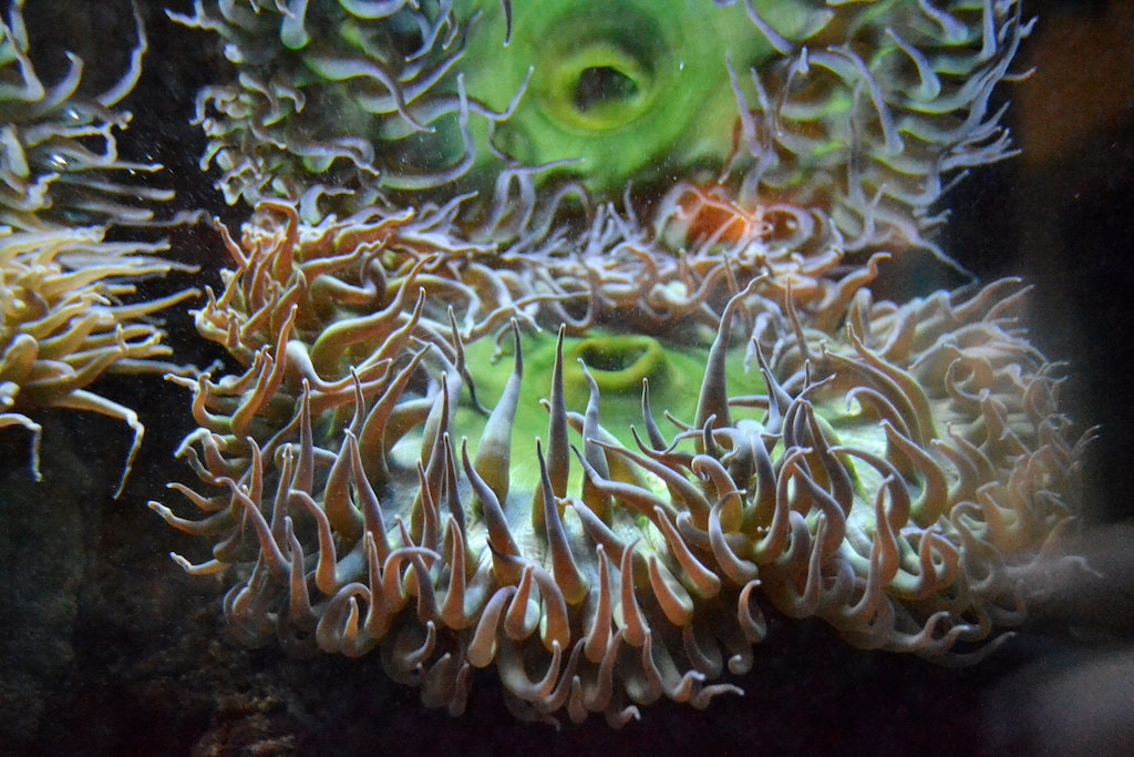 cabrillo-marine-aquarium