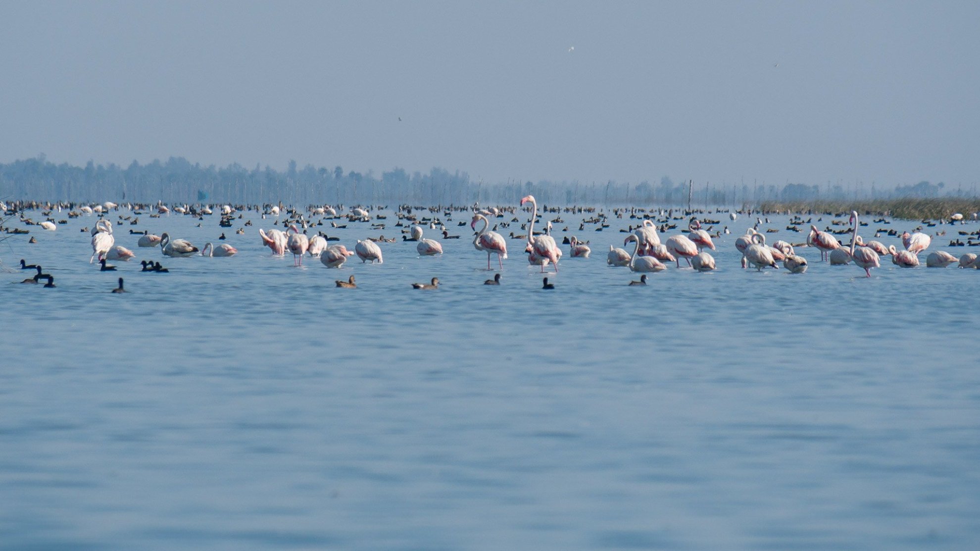 Chilika lake