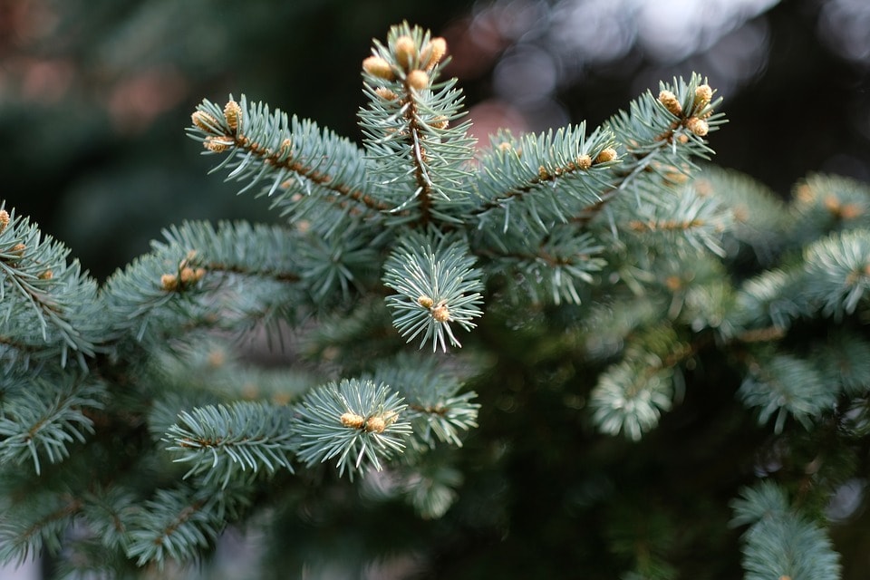 Where to Buy Christmas Trees in New York City