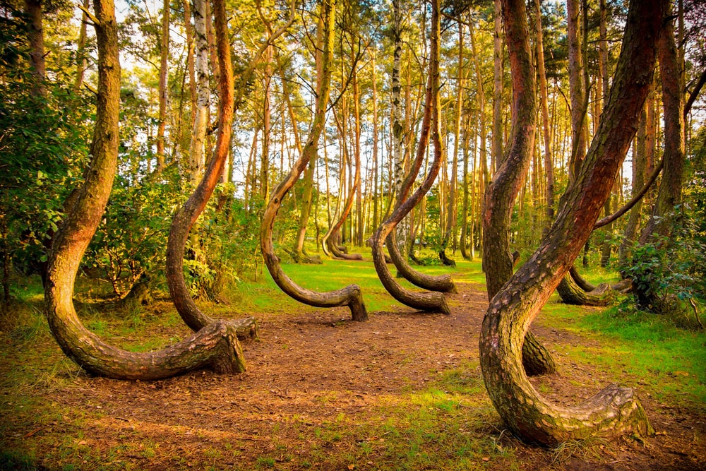 crooked trees