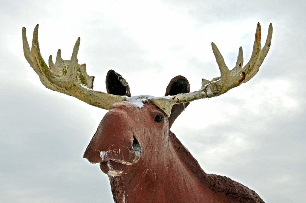 What’s the Story Behind Nova Scotia’s 12Foot Moose?
