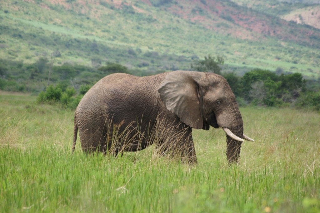 Living in Rwanda - Ask Annette Camping in Akagera National Park | <a href="https://www.facebook.com/askannetterwanda/" target="_blank" rel="noopener">Courtesy of Living in Rwanda – Ask Annette</a>