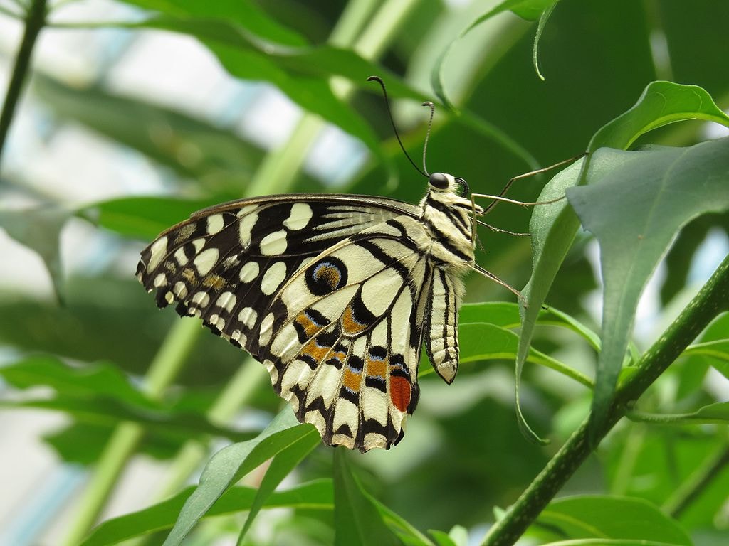 Lime_Butterfly_(Papilio_demoleus)_in_Butterfly_Park,_Bannerghata_National_Park,_Bangalore,_India (1)