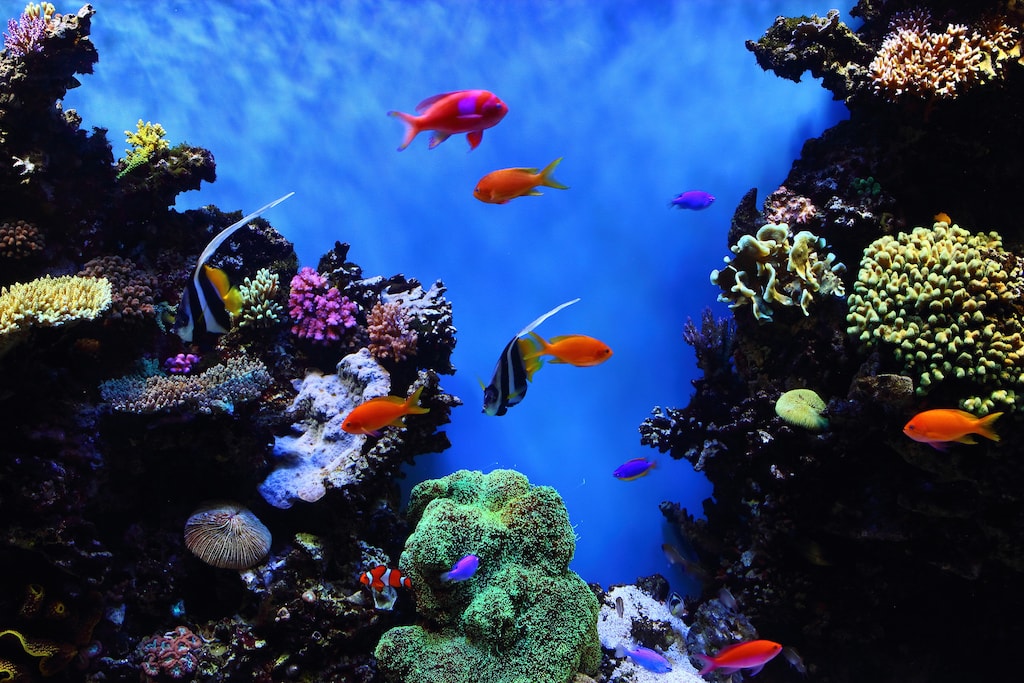 monterey-bay-aquarium