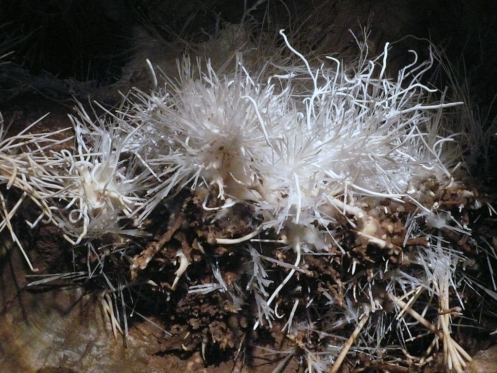 Ochtinska_aragonite_cave.Aragonite_crystals_on_the_ceiling_-_panoramio