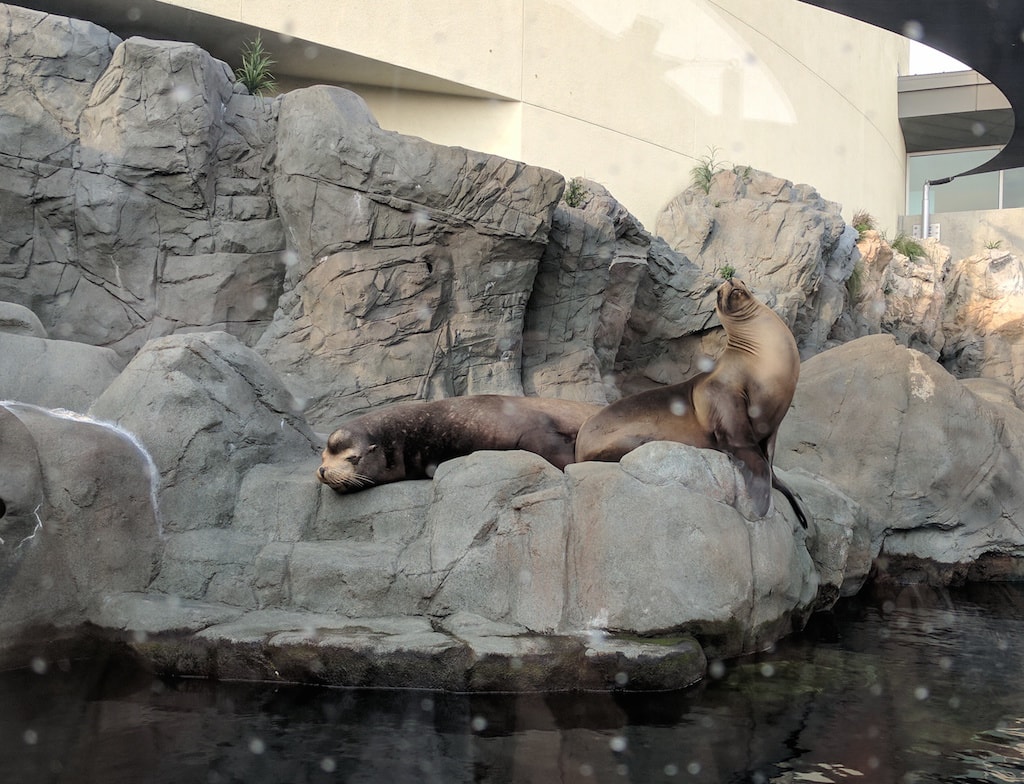 pacific-sea-lions