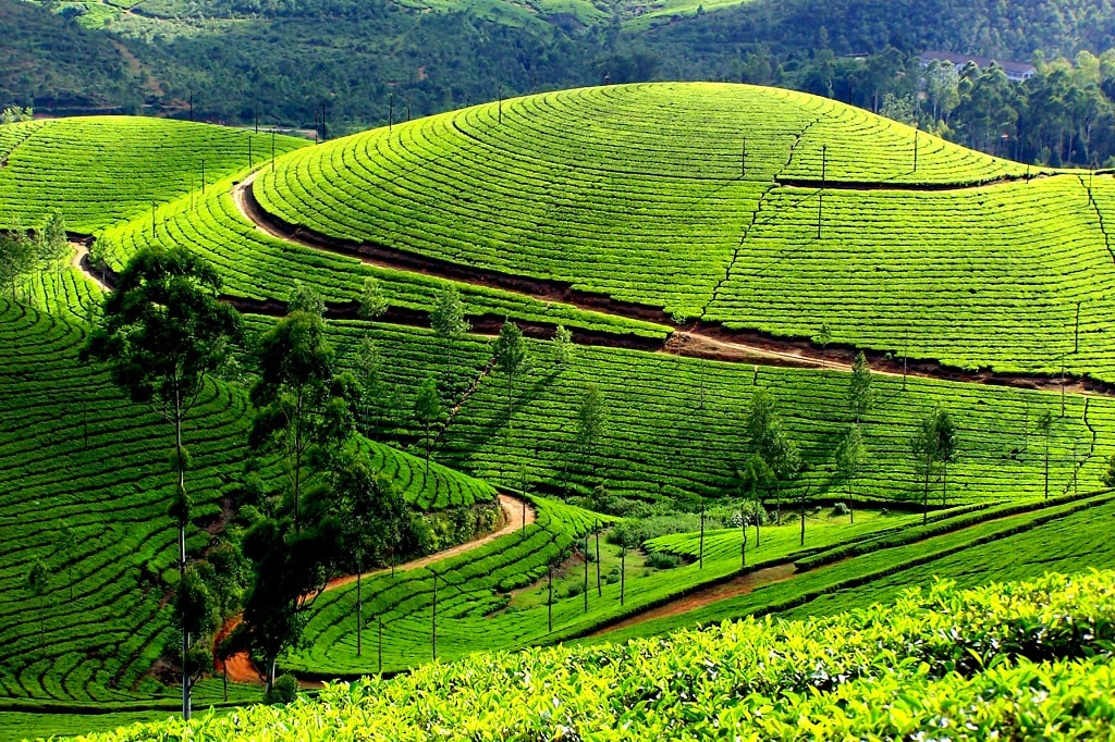 Pluck tea leaves at Munnar’s emerald tea estates1024