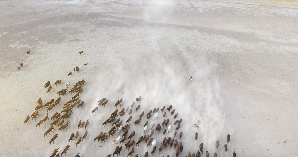 Herd of horses, Turkey | © fatir29/Shutterstock