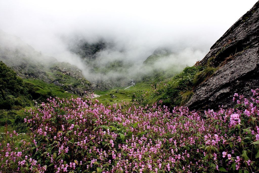Valley of Flowers