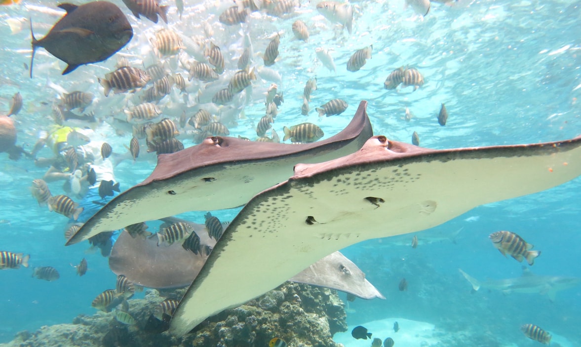 Best beaches in French Polynesia