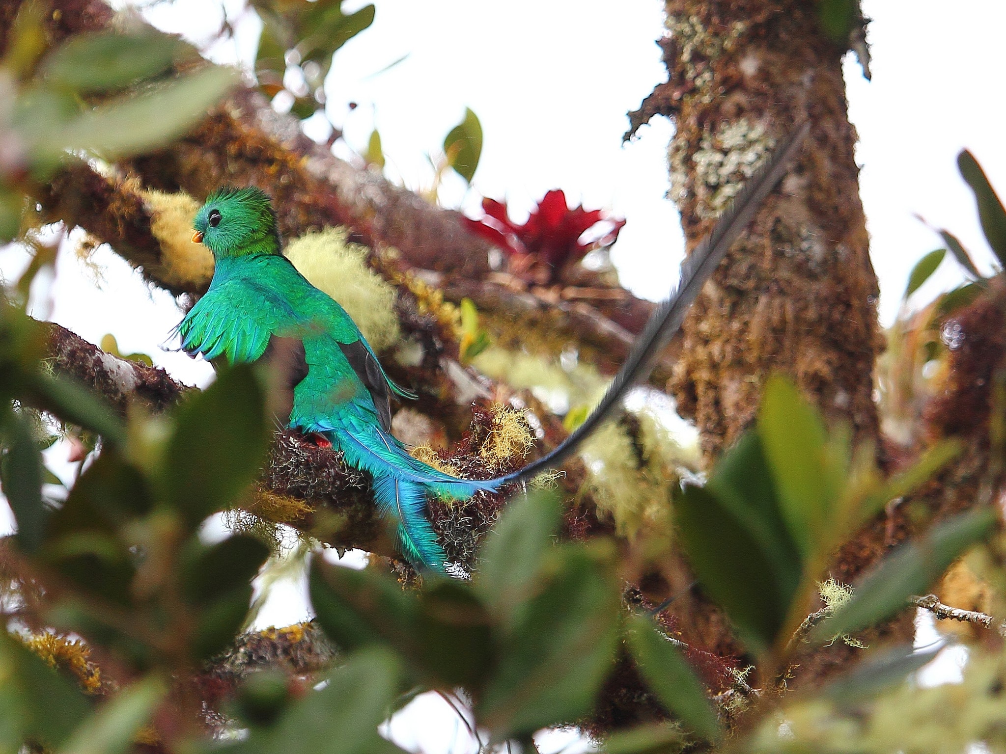 How The Quetzal Became Guatemala S National Bird