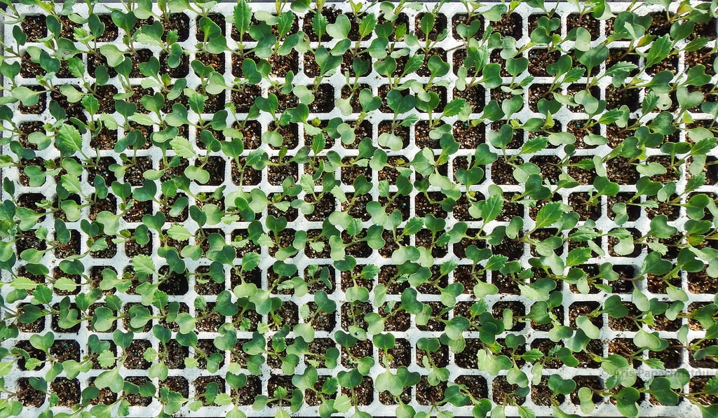 33112262451_f496b13254_b