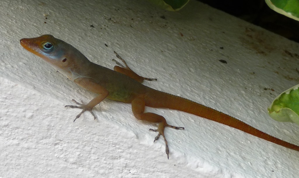 Native Amphibians And Reptiles Of Puerto Rico