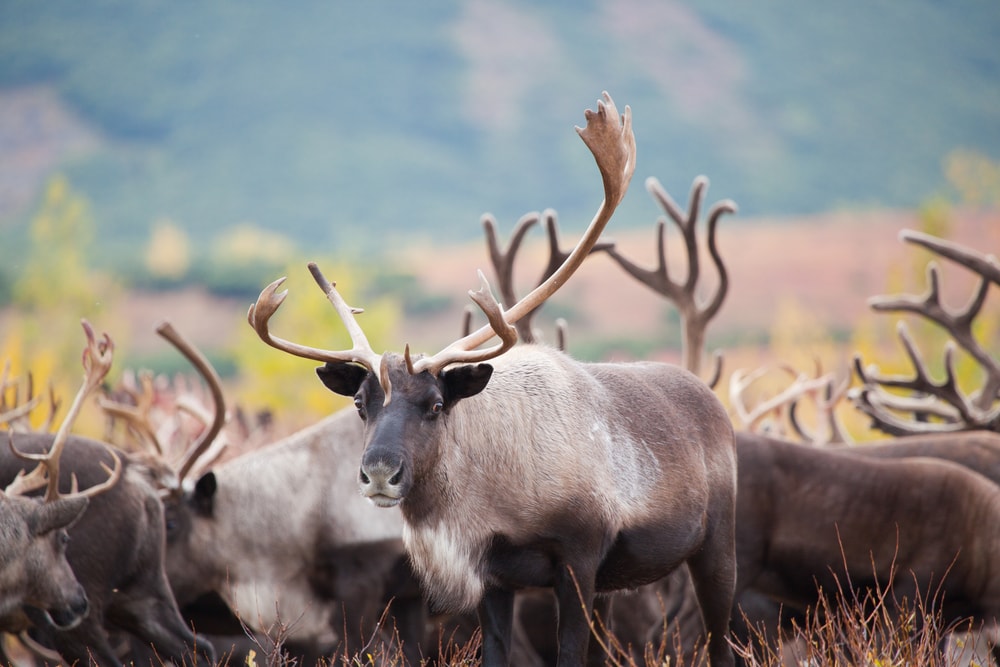 caribou