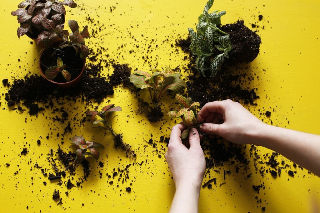 _D2A8157 edit_London Terrariums