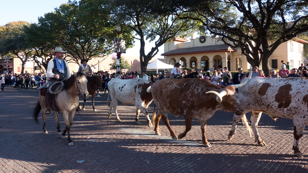 Fort Worth Stock Yards Cattle Drive