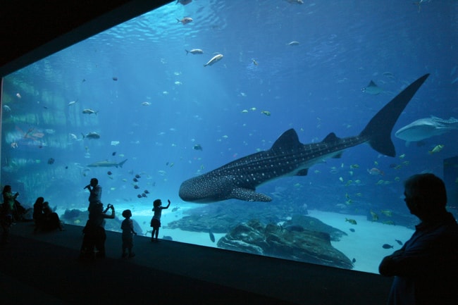 Ga Aquarium:Flickr