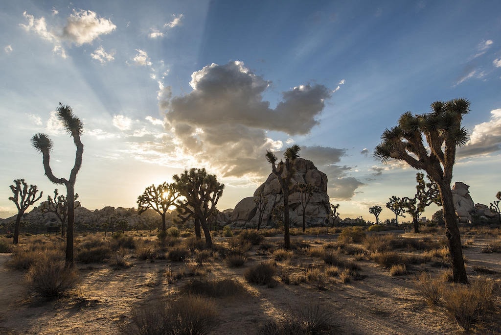 joshua-tree-sunset