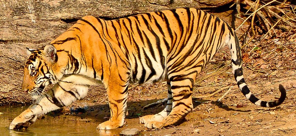 Nagarhole national park
