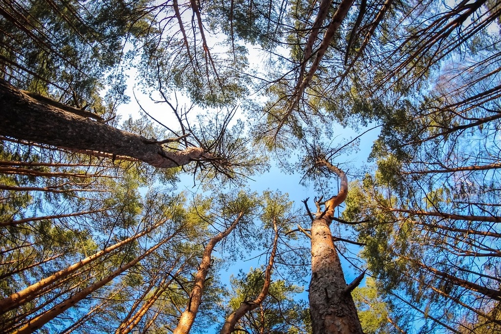Khmilnyk Ukraine forest
