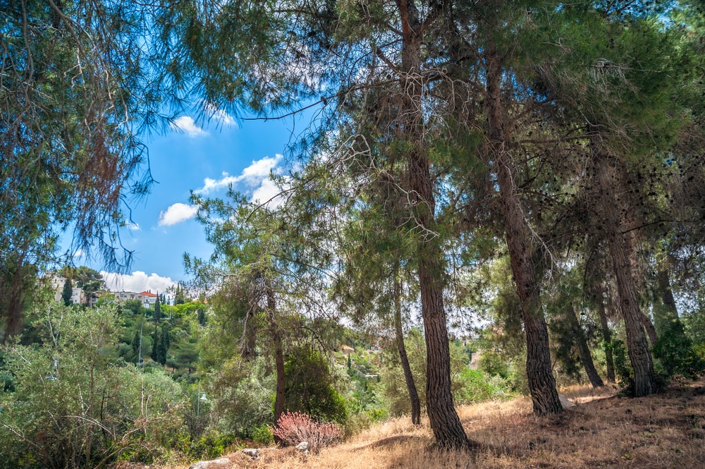 https://www.shutterstock.com/image-photo/landscape-gan-sacher-park-jerusalem-150530858?src=T6U8ig5V3UrOyhY4Jp1eHw-1-2