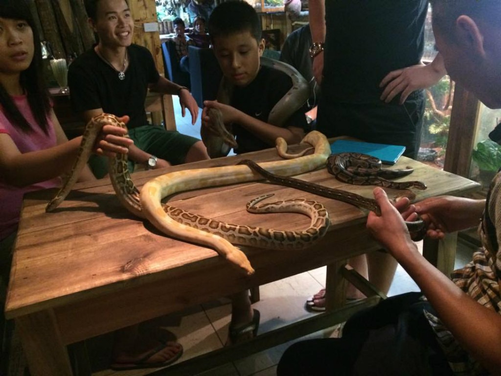 I'm so tired of these snakes in this plane | © Pet Cafe/Facebook