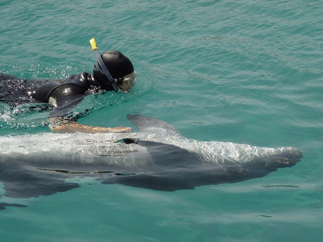 Swimming_with_Dolphin1