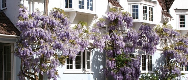 wayside cottage
