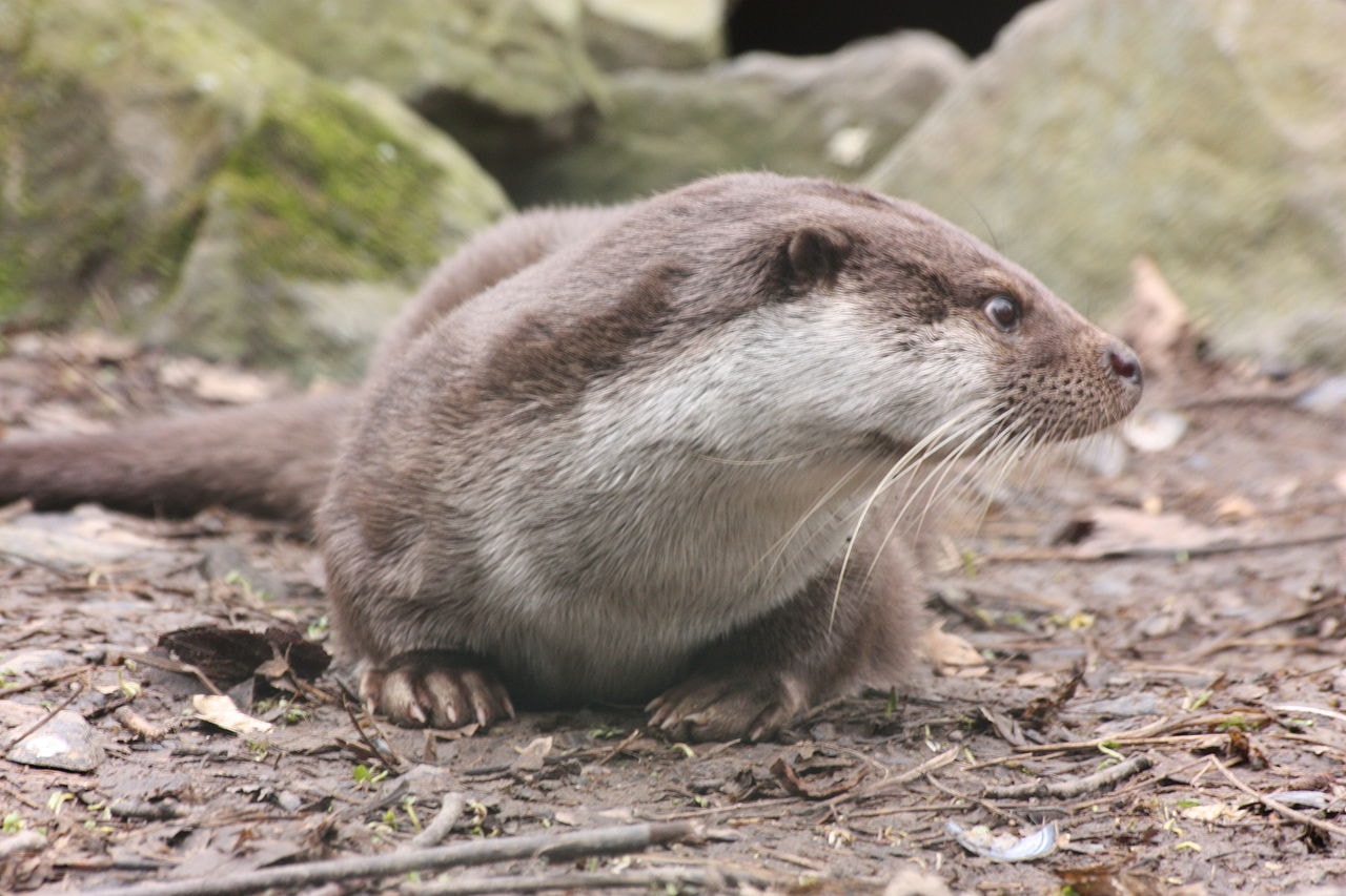 1280px-Wiesbaden_Fasanerie_Otter