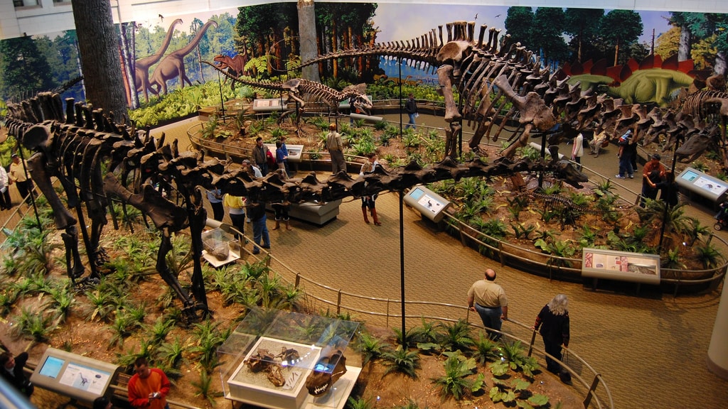 Carnegie Museum of Natural History | © tadekk / Flickr
