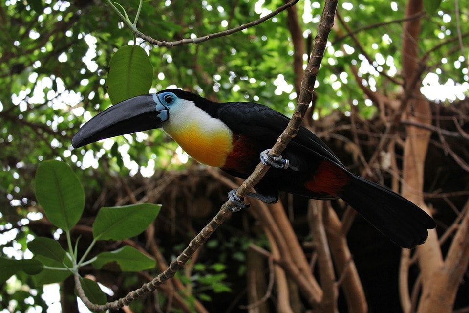 bird-1163410_960_720