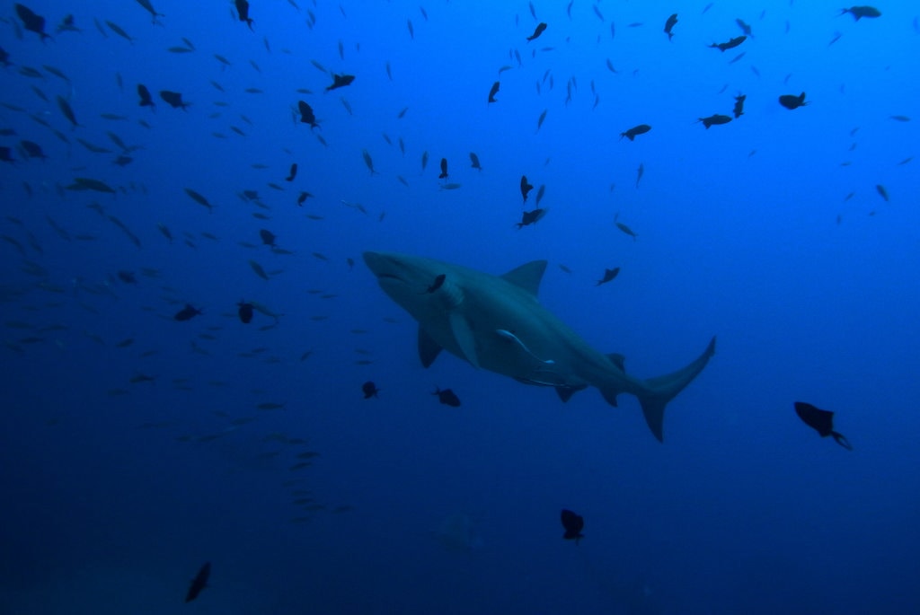 bull shark