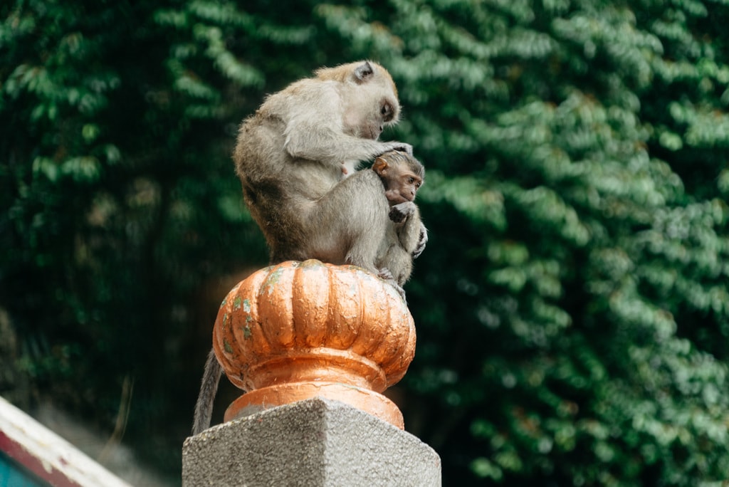 The Monkey Gangs of Kuala Lumpur, Malaysia