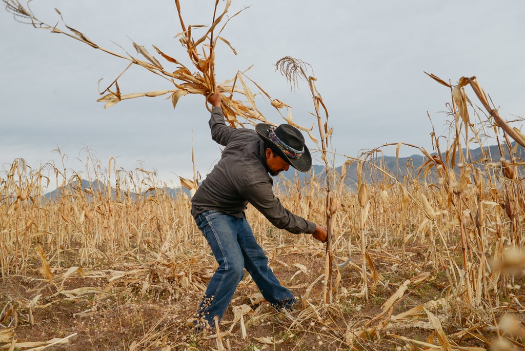 harvest edit 2018 (112 of 142)