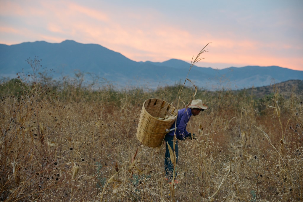 harvest edit 2018 (14 of 142)