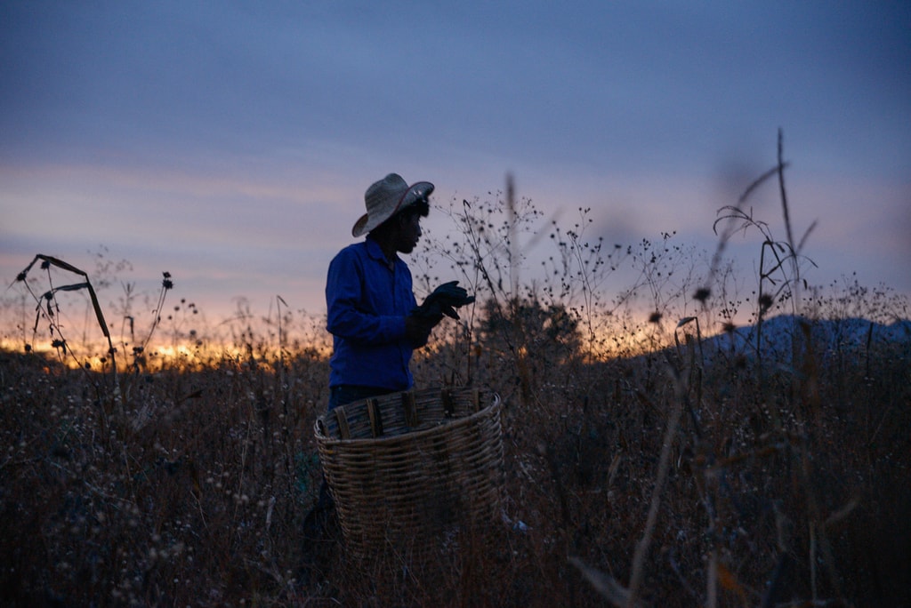 harvest edit 2018 (3 of 142)