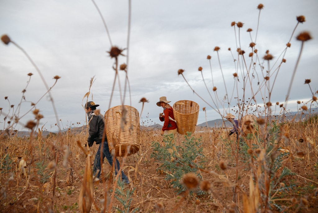 harvest edit 2018 (32 of 142)