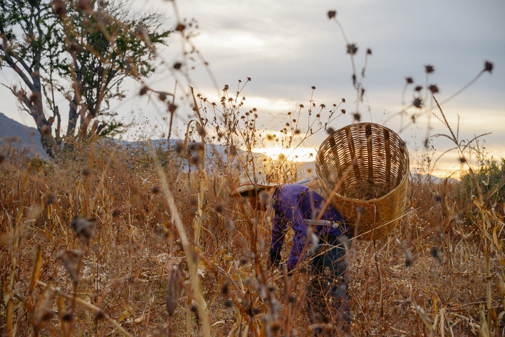 harvest edit 2018 (43 of 142)