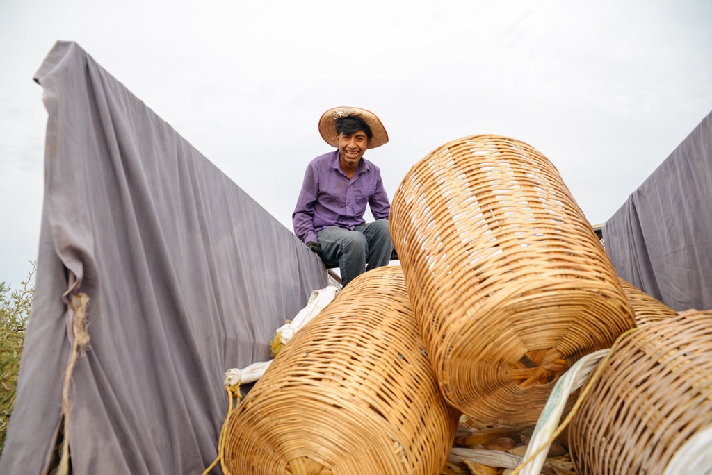 The Fight Mexican Harvest Farmers are Battling Against US/Corporate ...