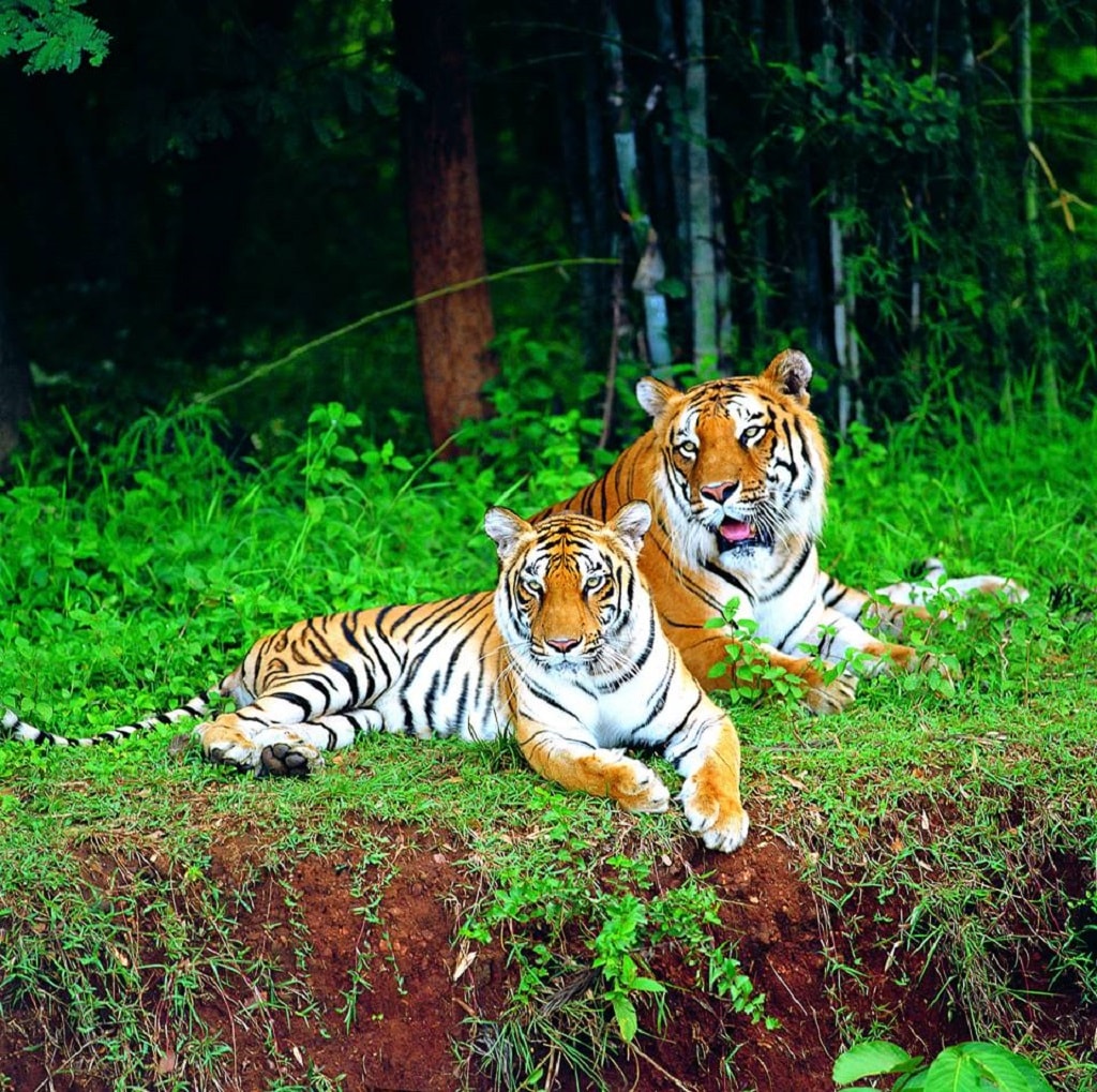 Jim Corbett