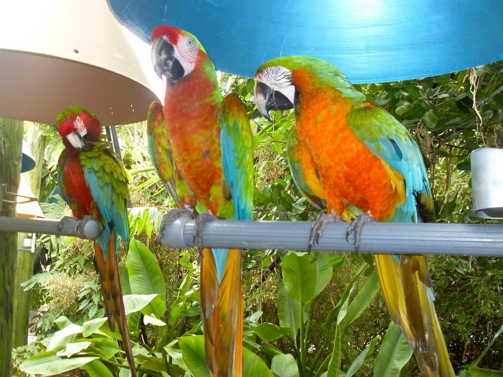jungle island