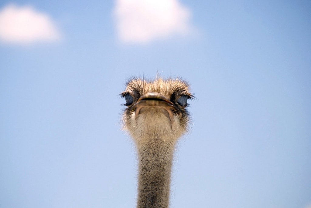 lion country safari ostrich