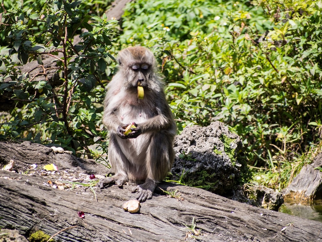 monkey at monkey jungle